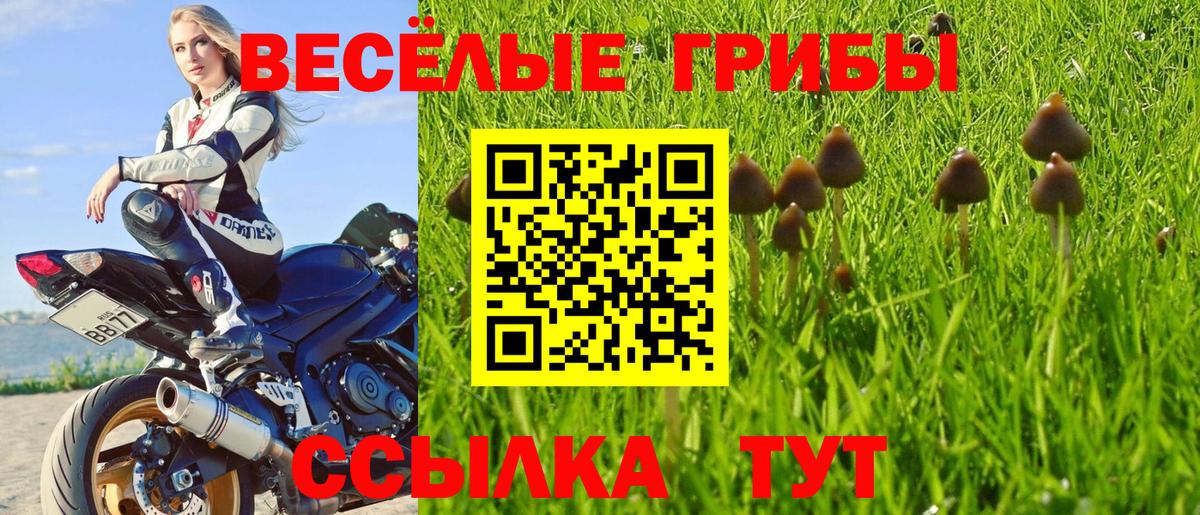 Галлюциногенные грибы Psilocybe Белорецк